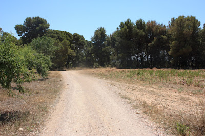 SANT JAUME DELS DOMENYS-PUIG DE LA TIULA, camí a la Plana del Nin a tocar del bosc de Can Pau