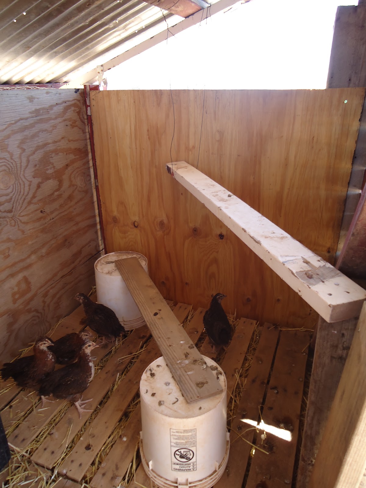 Building An Earthbag Home in Northern New Mexico: Chicken Coop