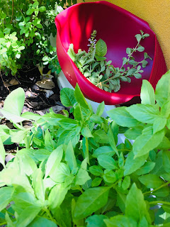 Everyone that has a vegetable garden will have tomatoes, peppers, zucchinis, eggplants, squashes, pumpkins, oregano, mint, lemongrass, and of course, basil or "yerba di hole" in Papiamento.