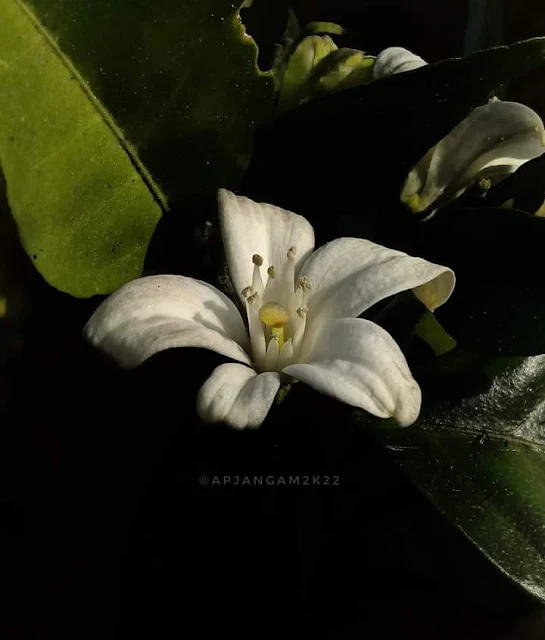 Murraya paniculata 🤍कुंती Rutaceae Kolhapur,Maharashtra. India