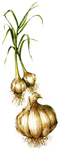 Garlic