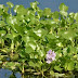 Medicinal benefits of Water hyacinth