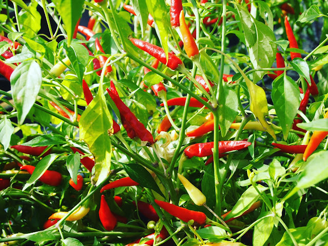 Touring the Edible Ornamentals Chilli Ranch with NIX&KIX