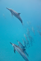 http://www.tropicallight.com/water/dolphins/26nov18dolphins/26nov18dolphins.html