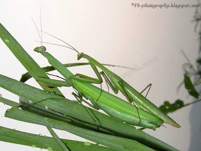 Praying Mantis Mating Picture