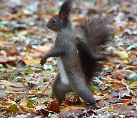 Funny animals of the week - 3 January 2014 (40 pics), black squirrel walks like human