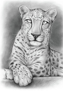 The Arabian Leopard