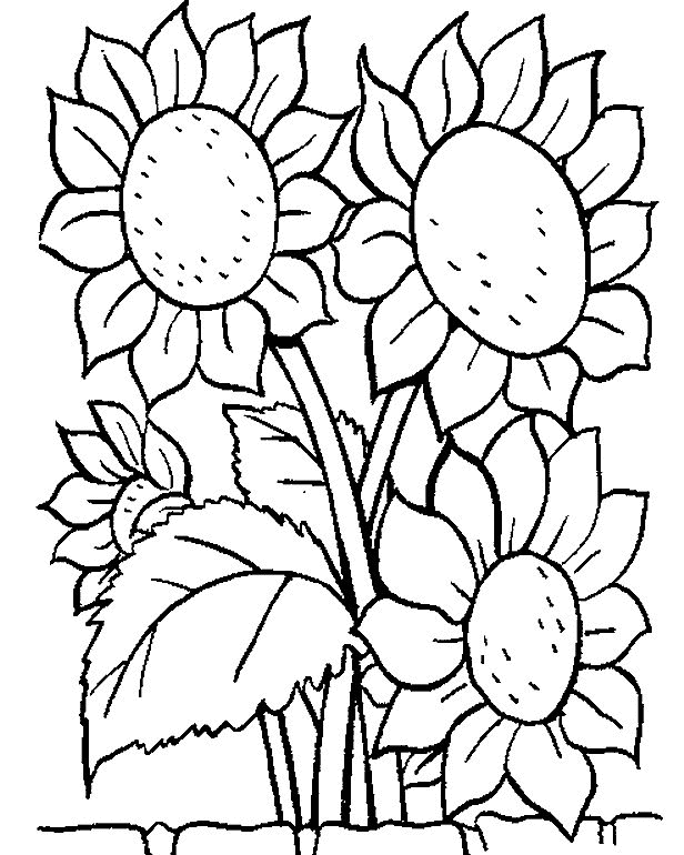 Picture of Sunflower Coloring Pages  Free World Pics