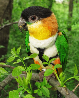 Caique bird outside in the trees