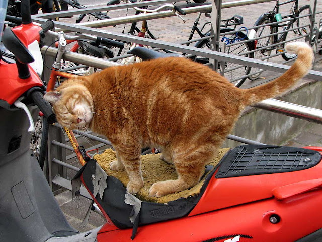 Gatto rosso che squarcia la sella di uno scooter, Livorno