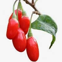 goji-berry-agen-fiforlif-ciamis