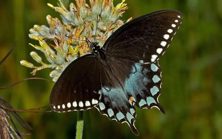 Top 10 Rarest Butterflies in the World