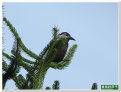 20110814_071938_113_BigSnowyMountain