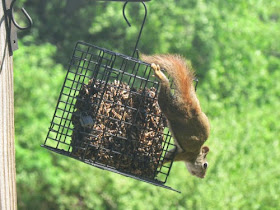 red squirrel