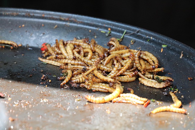 gambar hewan mealworm makanan