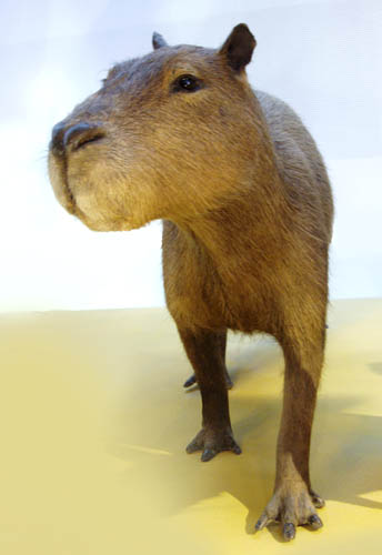 Images Capybara Rodent 2011