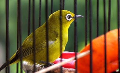 Harga Burung Pleci Area Magetan (jual/Beli)