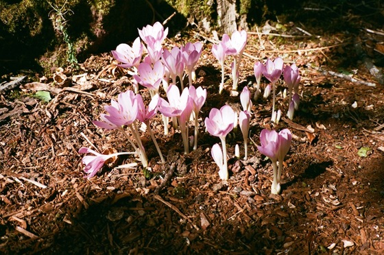 Crocus 1