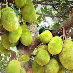 Bibit Pohon Nangka Madu Kualitas Super