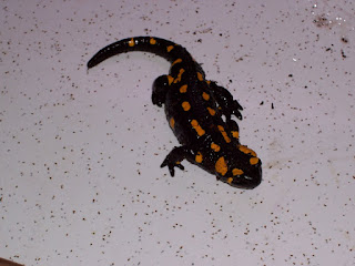 fire salamander