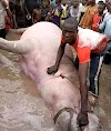 Photo: Fisherman Captures Massive Hippopotamus in Bayelsa