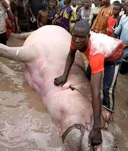 Photo: Fisherman Captures Massive Hippopotamus in Bayelsa