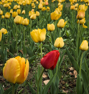 lone red tulip