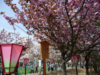 関山、東京荒川堤の桜。