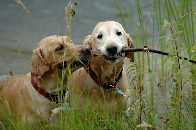 golden retrievers with a stick