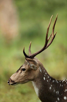 deer-animal-pictures