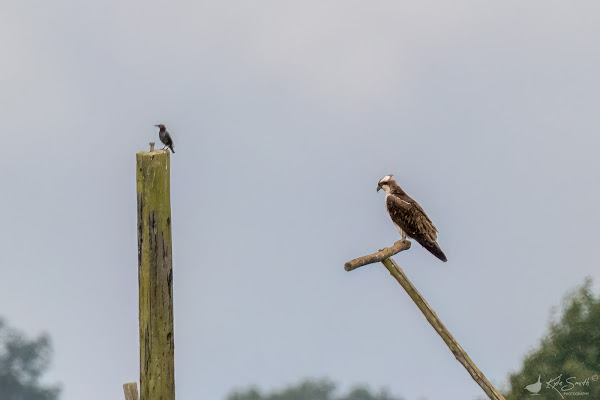 Osprey