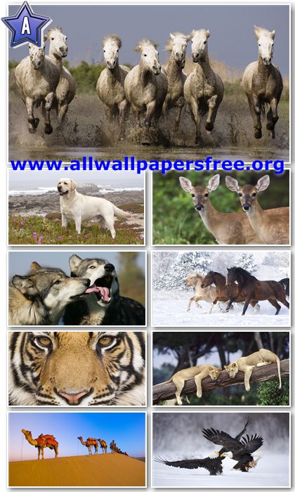 40 Stunning Animals HD Wallpapers 1366 X 768 [Set 3]