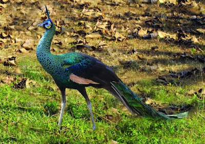 20 Types of Rare Birds in Indonesia Complete with Images