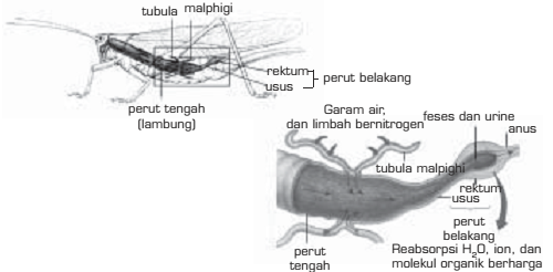 Sistem Ekskresi pada Invertebrata