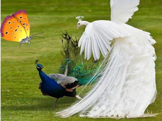 Pic Peacock