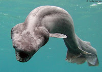 Chlamydoselachus anguineus - Frilled Shark (Evolution Research: John Latter / Jorolat)