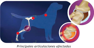  Si los siguientes indicadores e indicadores y síntomas aparecen y permanecen durante más de dos semanas, debe sospechar que se trata de una artritis.