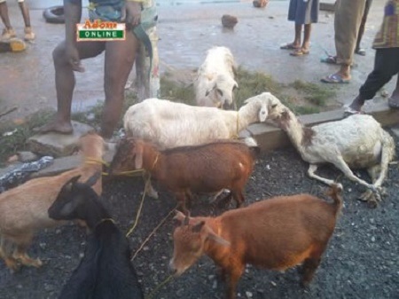 Omg!!! Man Stripped N*ked and Tied to Electric Pole for Stealing 15 Goats (Photos)