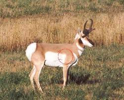 Antelope Pics