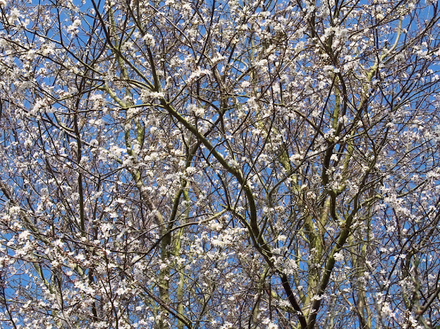 Cherry Plum Blossom