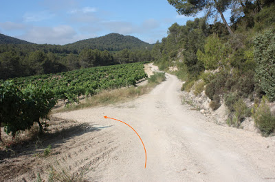 ARBRES SINGULARS, ARBRES REMARCABLES DEL PLA DE MANLLEU (ALT CAMP) I AIGUAVIVA (BAIX PENEDÈS), camí a la terres de Cal Domingo al Pla de Manlleu