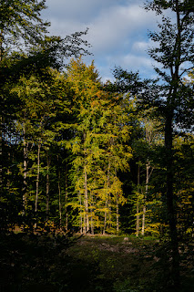 Naturfotografie Waldfotografie Weserbergland Olaf Kerber