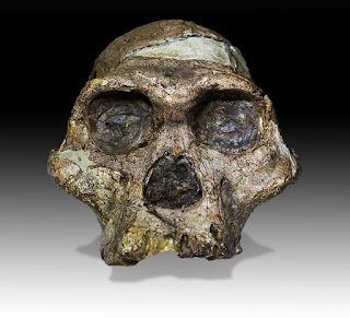 mrs ples fossil, Which are considered to be the distant relatives of all humankind,  This fake was actually constructed from a human skull.