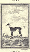 Le Whippet, Plate XXIX, 1790Andrew Bell 17261809. Le Whippet. Plate XXIX