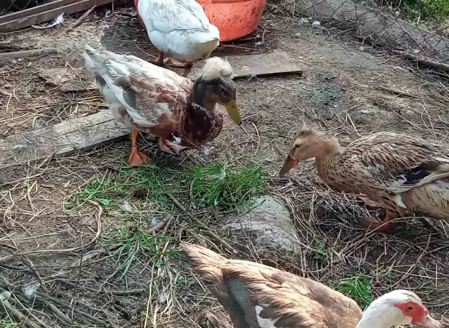 how to keep ducks as a pet