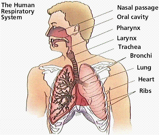 BIOKIMIA Dian Husada: proses pernafasan