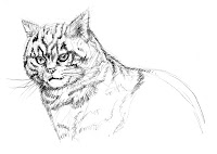 Themo H Peel - Scottish wildcat