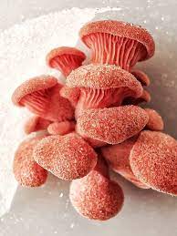 Mushroom Spawn Supplier In Netrang | Mushroom Spawn Manufacturer And Supplier In Netrang | Where To Find Mushroom Spawn In Netrang