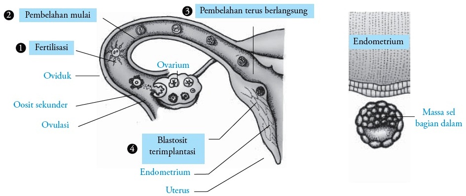 Proses Fertilisasi  Gestasi Kehamilan dan Persalinan 