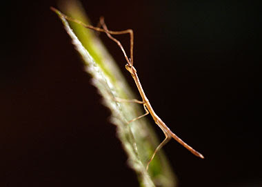 Una neanide di Ramulus thaii. Foto di Andrea Mangoni.